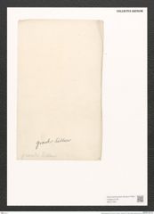 Nitzschia grandis Kitt. (de-Toni-Nr.: Genus 47, Species 2071) Zeichnungen Sammlung Grunow (NHMW-BOT-W0371937)